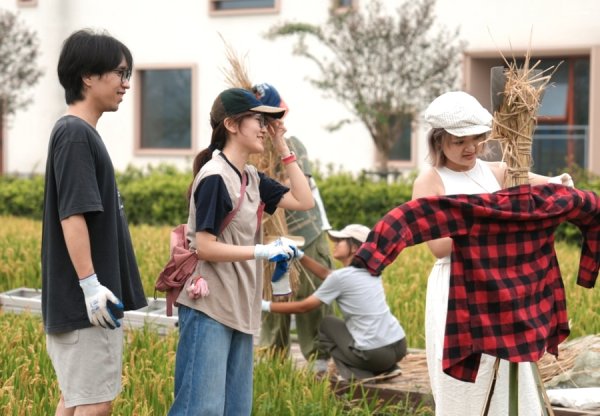 创赢盘 稻田秒变艺术现场！来金山，看艺术如何在田野里生长